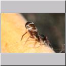 Synageles venator - Springspinne 03 4mm.jpg